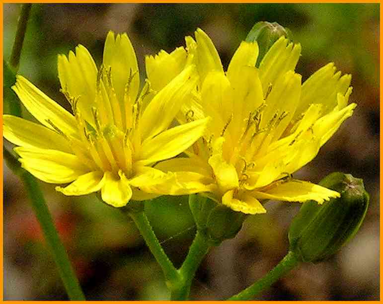 Gewöhnlicher Rainkohl Lapsana communis